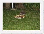Egels in de tuin 018 * 3648 x 2736 * (6.41MB)